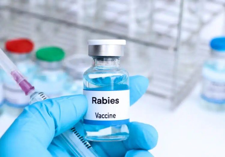 Rabies vaccination advice for UK travellers