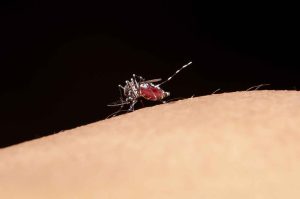 Japanese encephalitis vaccine in Crawley travel clinic
