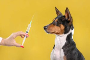 What Happens If You Delay a Rabies Vaccine After a Bite