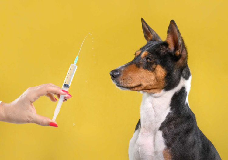 What Happens If You Delay a Rabies Vaccine After a Bite