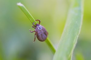 Tick-Borne Encephalitis Vaccine