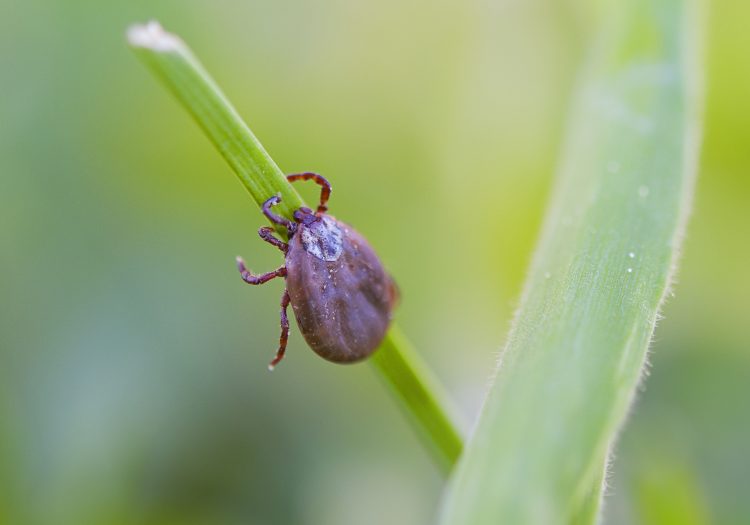 Tick-Borne Encephalitis Vaccine